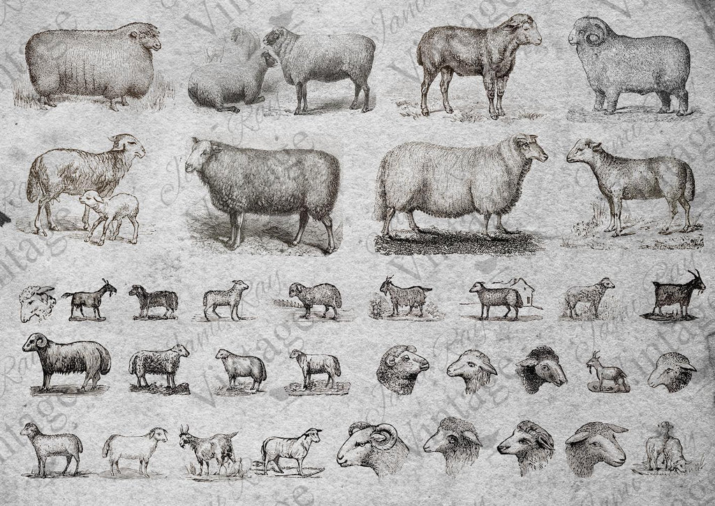 JV Rice Paper Sheet - Sheep