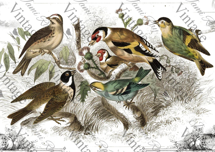 JRV Rice Paper Sheet Cottage Birds