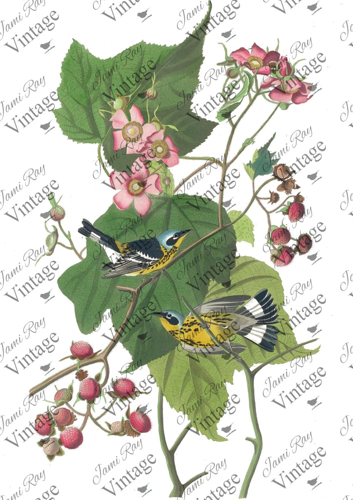 JRV Rice Paper Sheet Birds & Roses