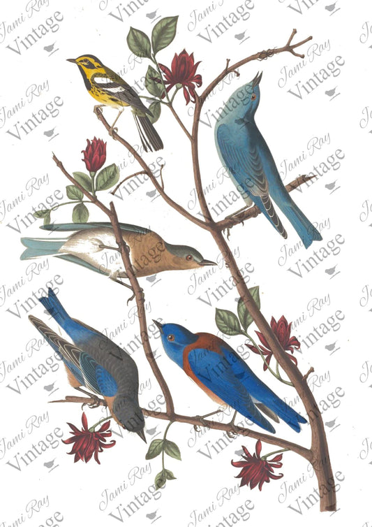 JRV RIce Paper Sheet Bluebird