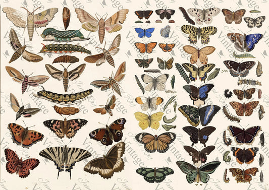 JRV Rice Paper Sheet Scientific Butterflies