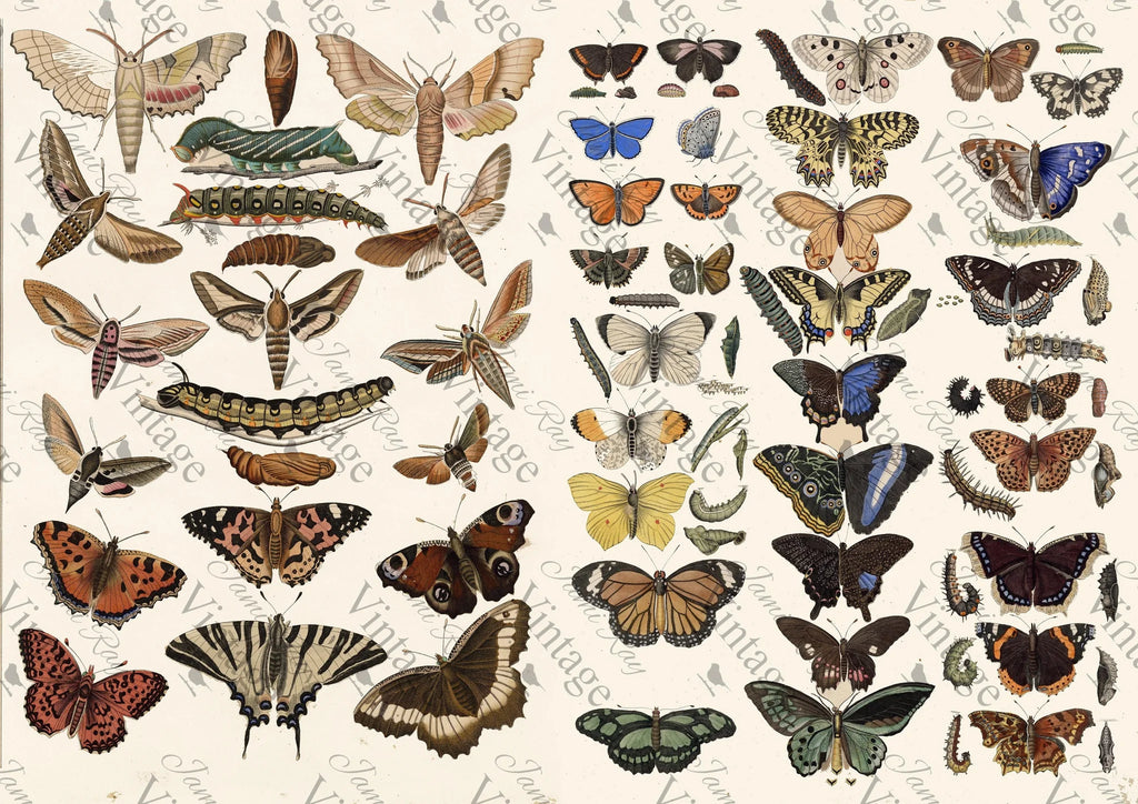 JRV Rice Paper Sheet Scientific Butterflies