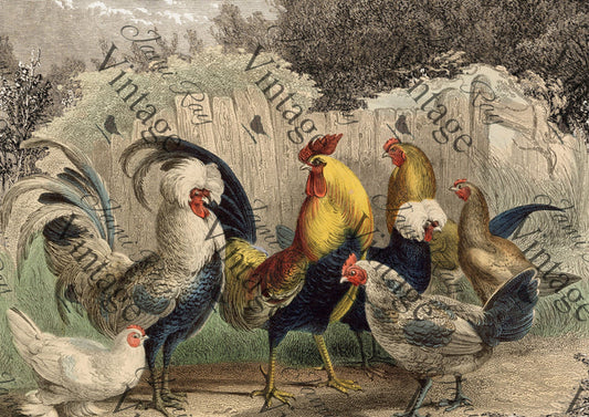 JRV Rice Paper Sheet Poulette Poulet