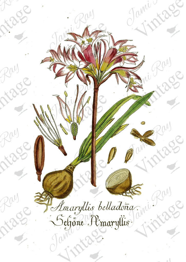 JRV Rice Paper Sheet Amaryllis Flower