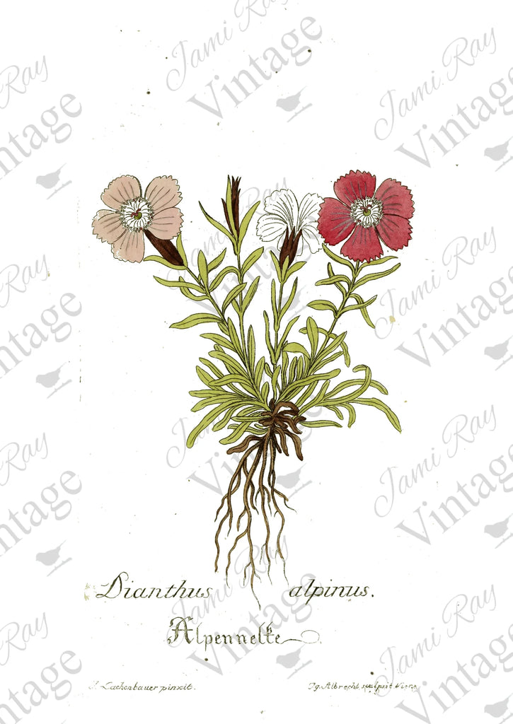 JRV Rice Paper Sheet Dianthus Flower