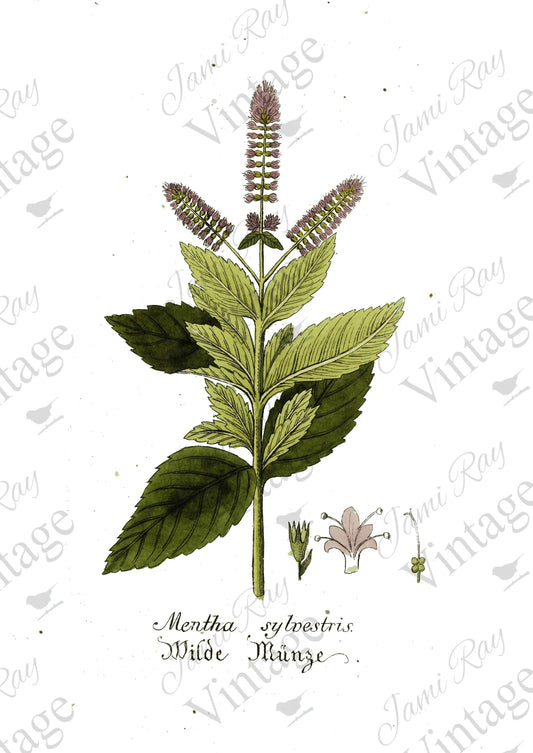 Mentha Flower | JRV Rice Paper