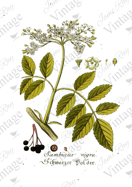 JRV Rice Paper Sheet Sambucus Flower