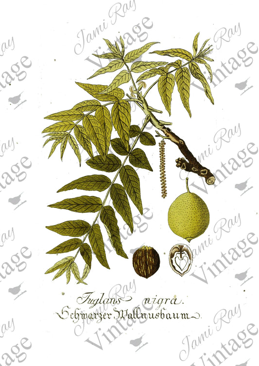 JRV Rice Paper Sheet Tuglans Flower