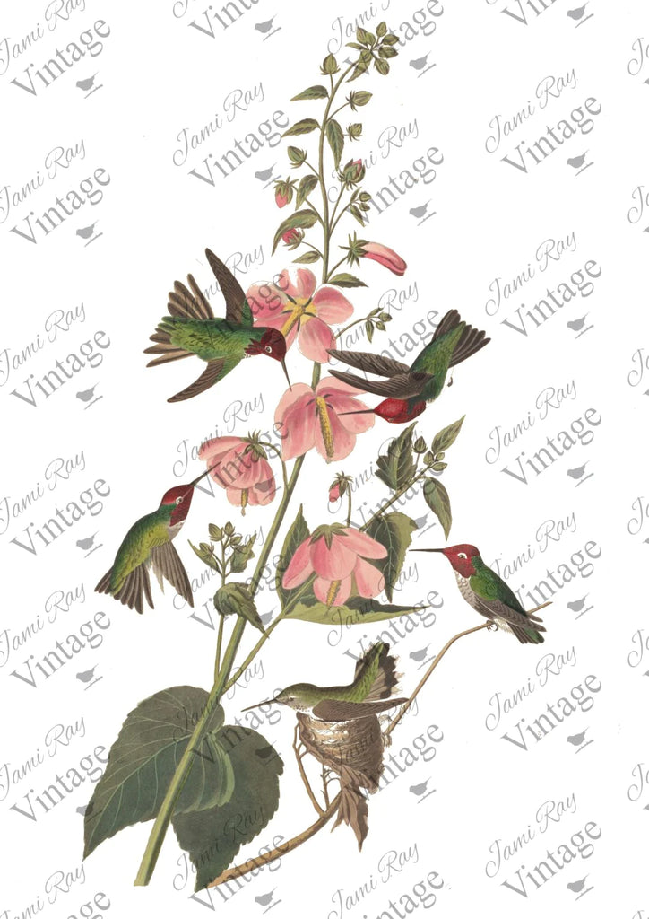 JRV Rice Paper Sheet Hummingbird