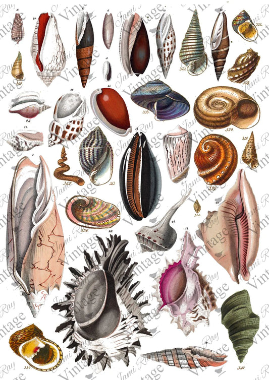 JRV Rice Paper Sheet Seashells