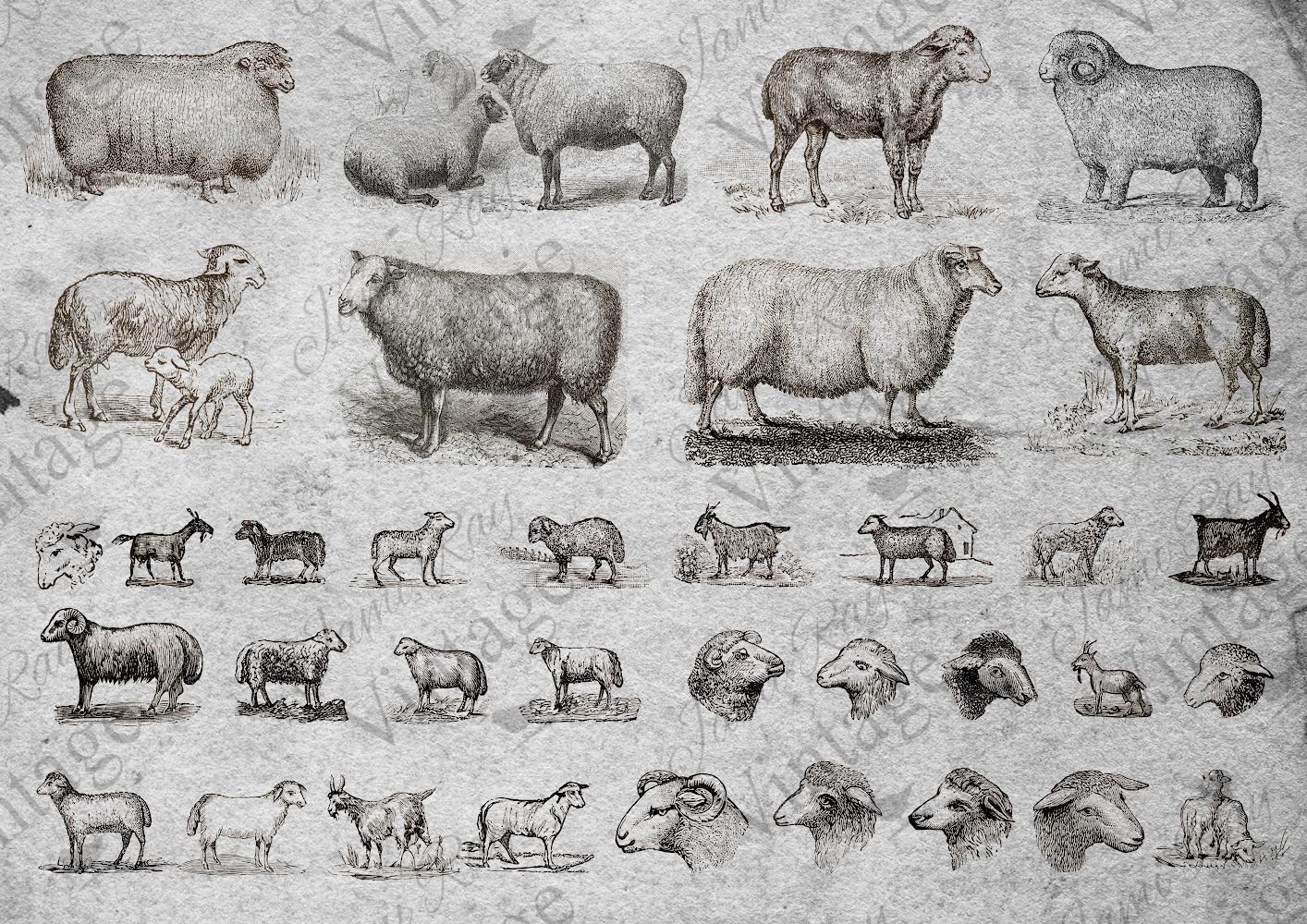 Sheep | JRV Rice Paper Sheet – Morning Dewdrops by Terri Stephens