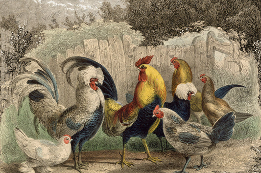 Poulette, Poulet?