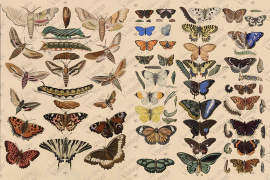 Scientific Butterfly