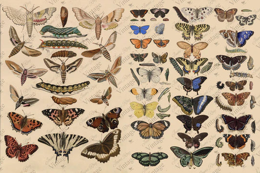 Scientific Butterfly
