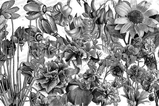 Black and White Floral