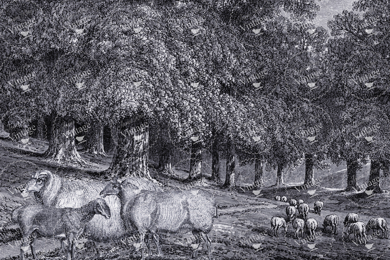 Dans La Foret | JRV Decoupage Paper