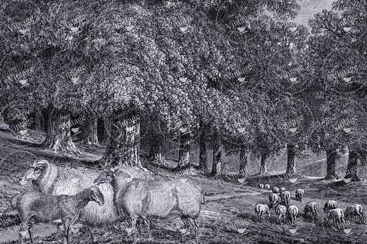 Dans La Foret | JRV Decoupage Paper